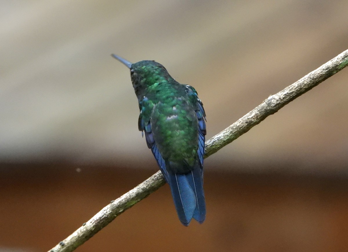 Steely-vented Hummingbird - ML613409730