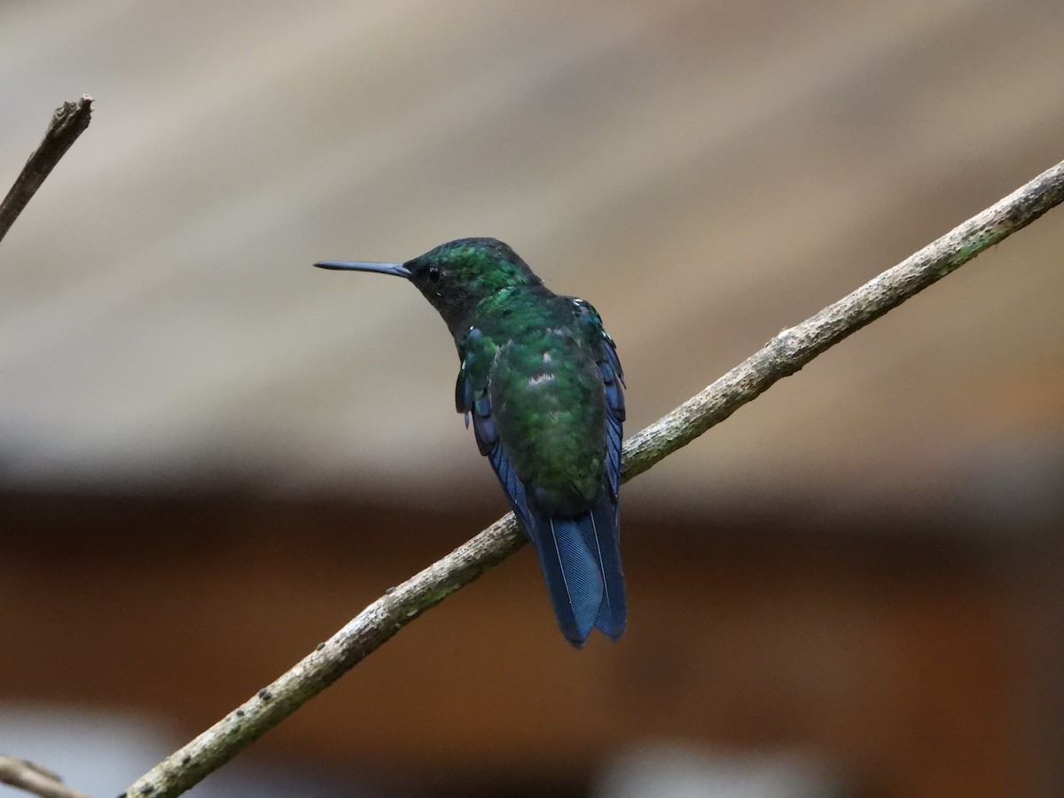 Steely-vented Hummingbird - ML613409731