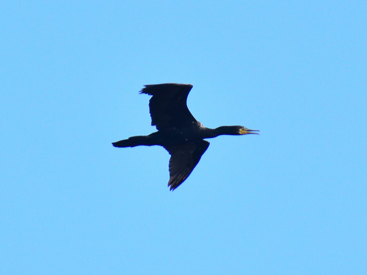 Indian Cormorant - ML613409732