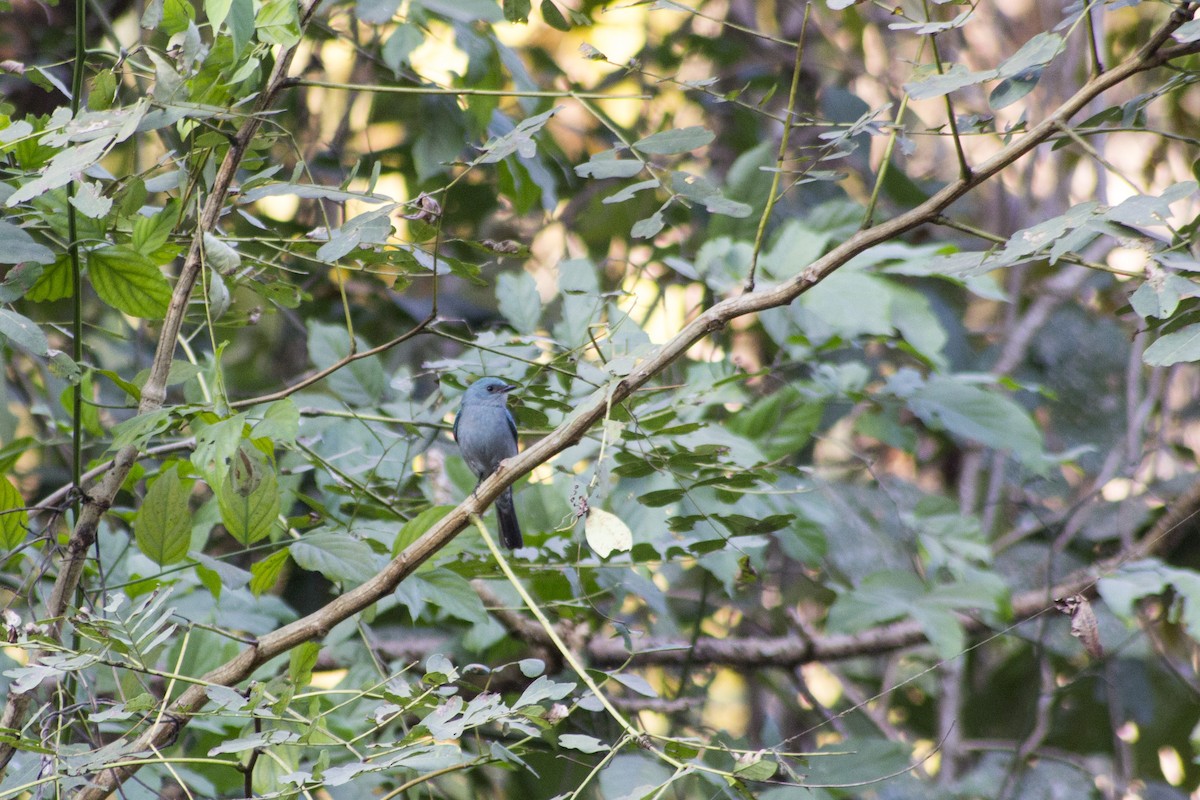 Verditer Flycatcher - Ramesh Shenai