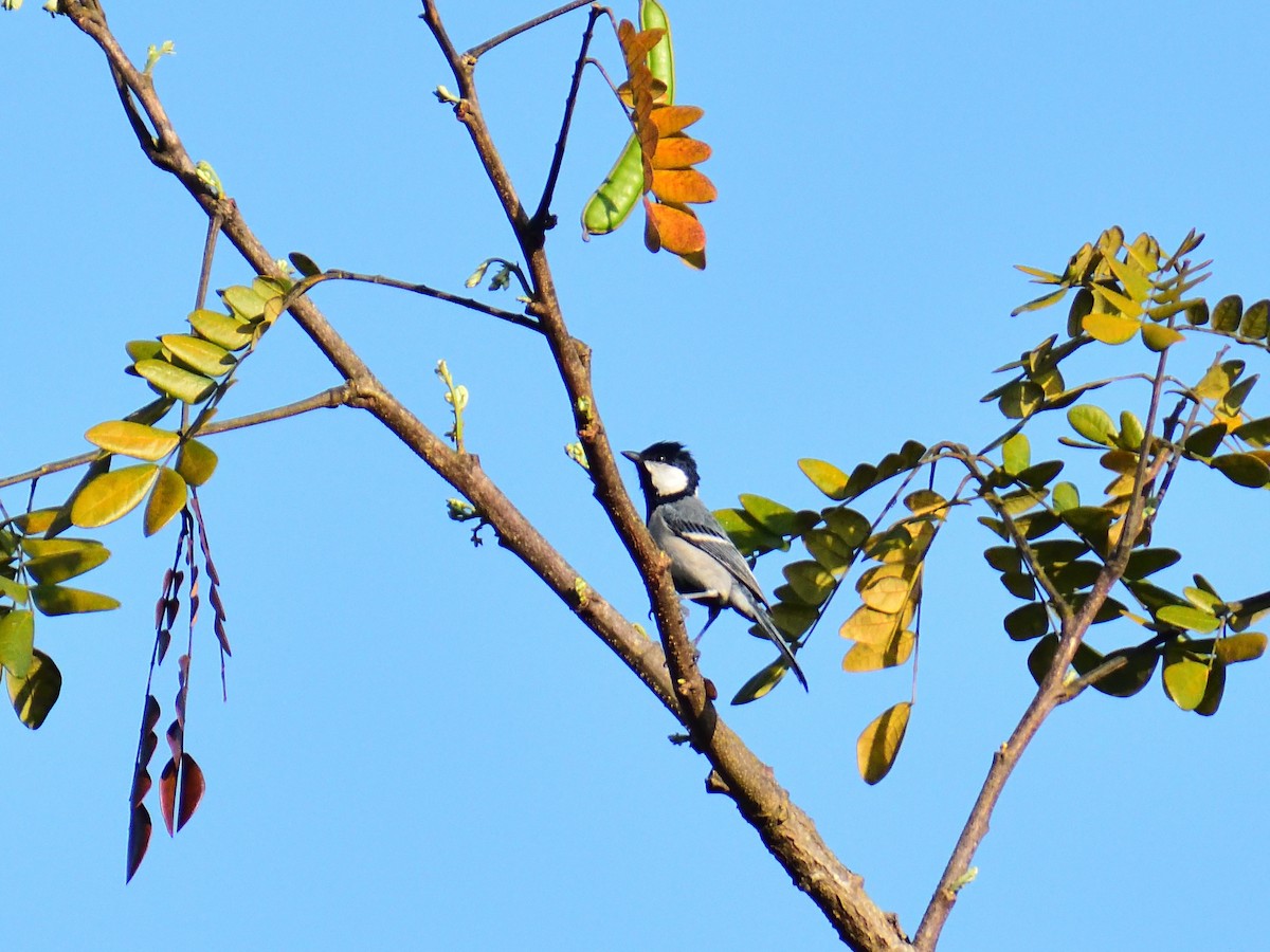 Cinereous Tit - ML613409747