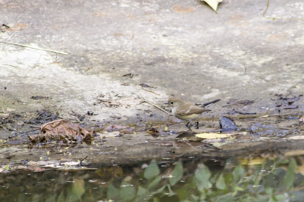 Taiga Flycatcher - ML613409756