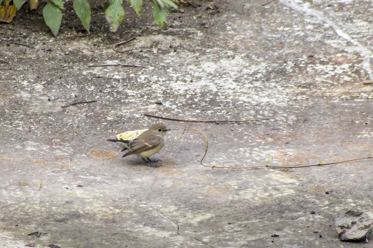 Taiga Flycatcher - ML613409757