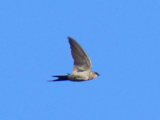 Red-rumped Swallow - ML613409759
