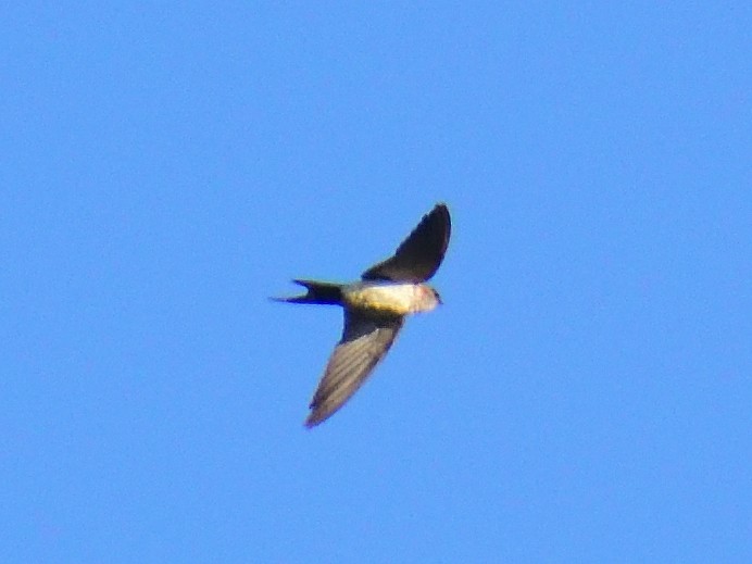 Red-rumped Swallow - ML613409760