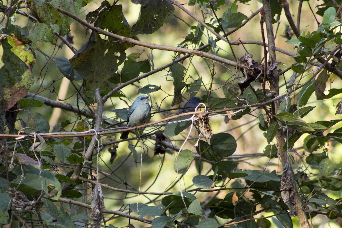 Verditer Flycatcher - Ramesh Shenai