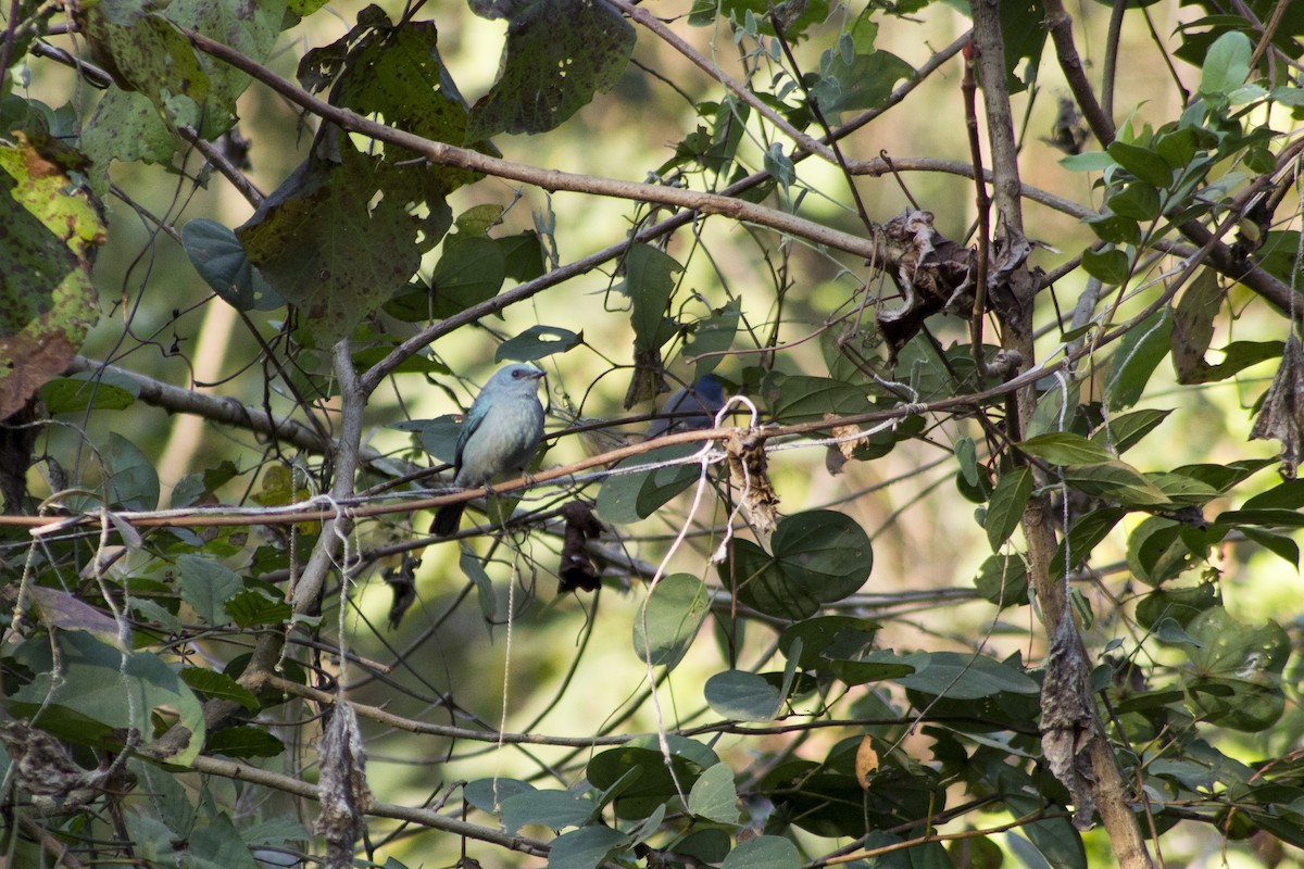 Verditer Flycatcher - ML613409764