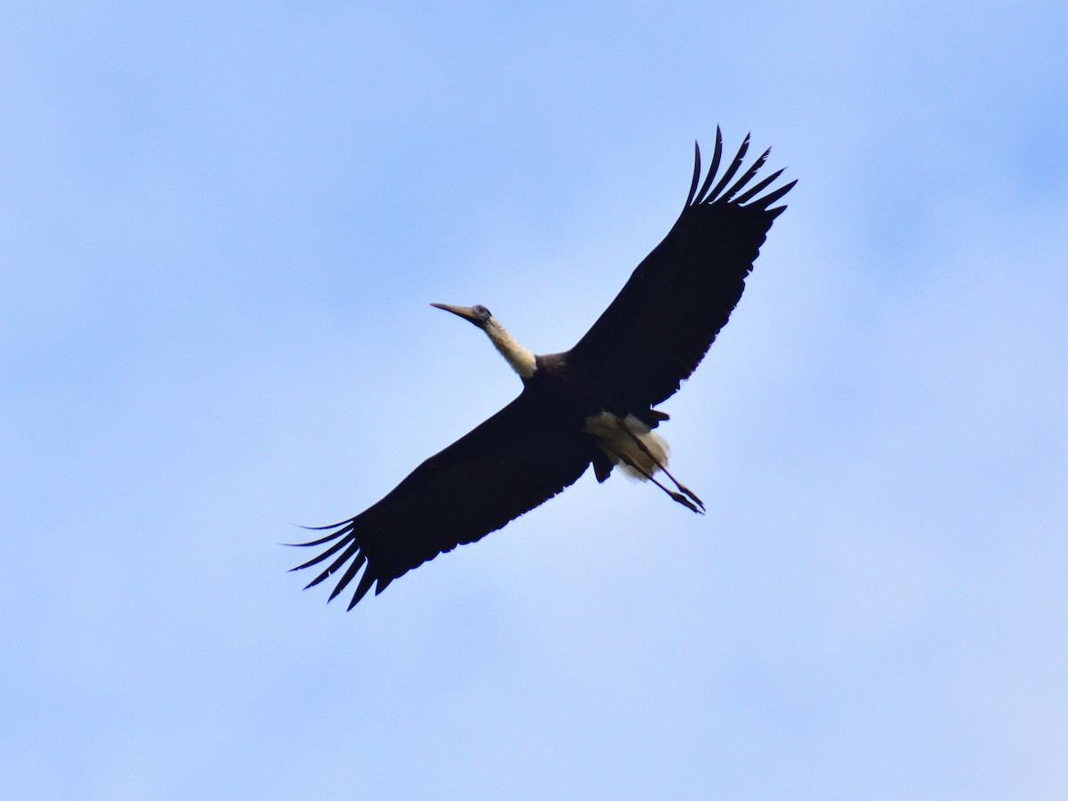 Asian Woolly-necked Stork - ML613409773