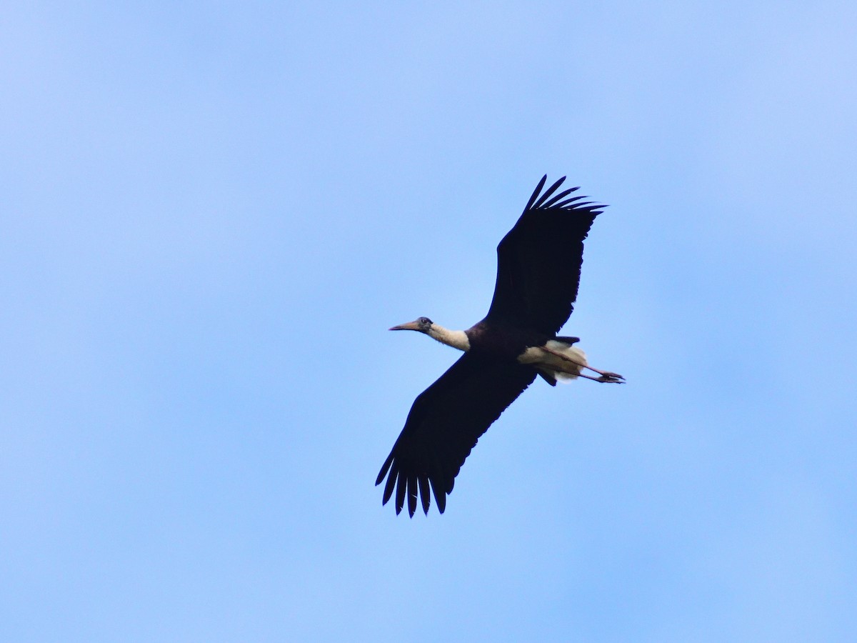 Asian Woolly-necked Stork - ML613409774