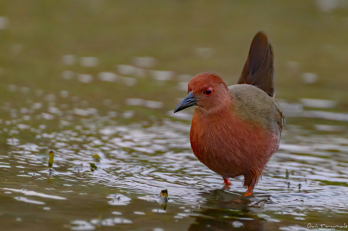 Ruddy-breasted Crake - ML613409795