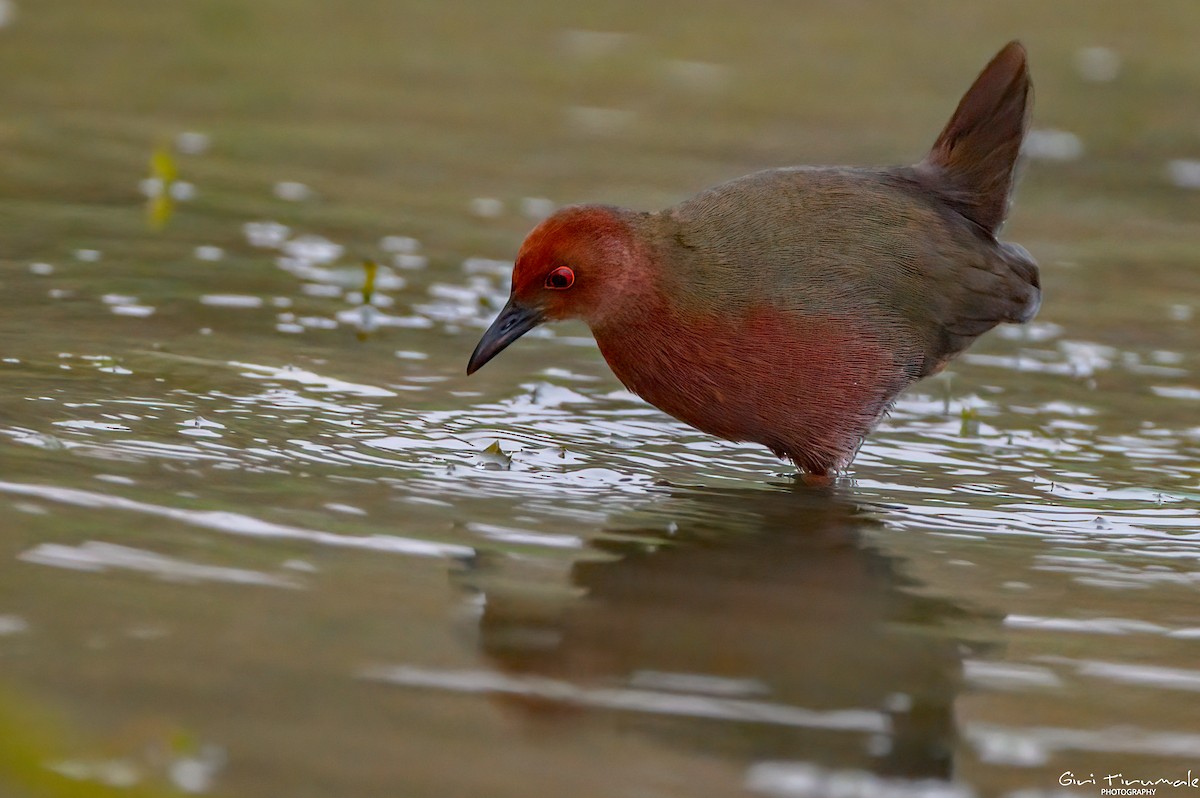 Ruddy-breasted Crake - ML613409796