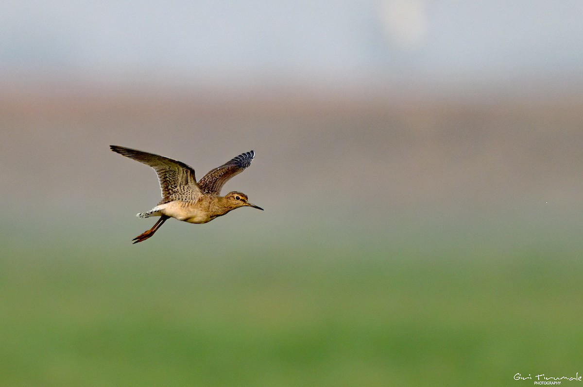 Wood Sandpiper - ML613409835