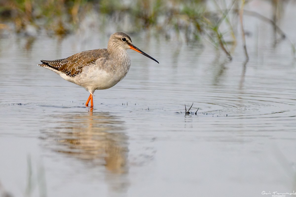 Spotted Redshank - ML613409838