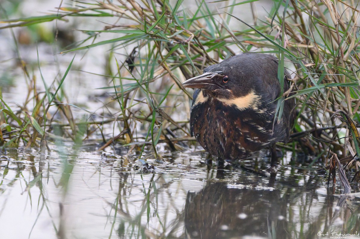 Black Bittern - ML613409853