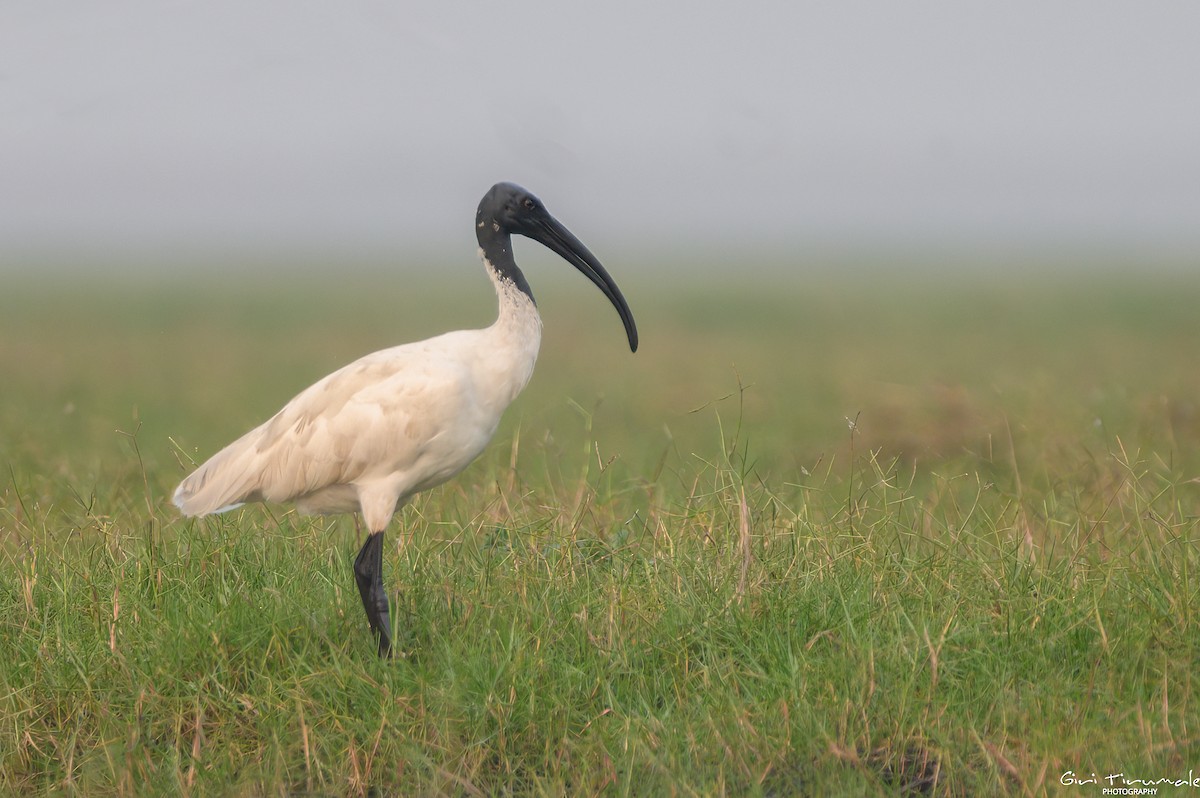 ibis černohlavý - ML613409881