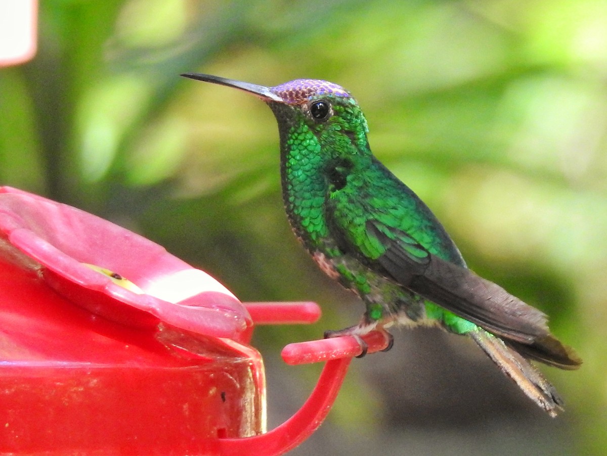 Violet-capped Hummingbird - ML613409997