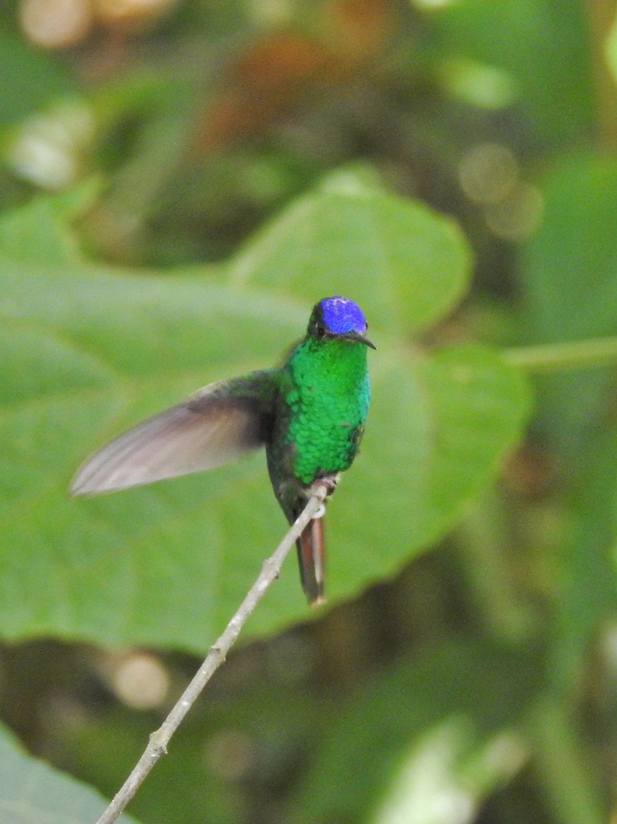 Violet-capped Hummingbird - ML613409998