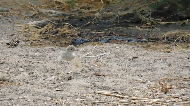 Peru Madencisi - ML613410072