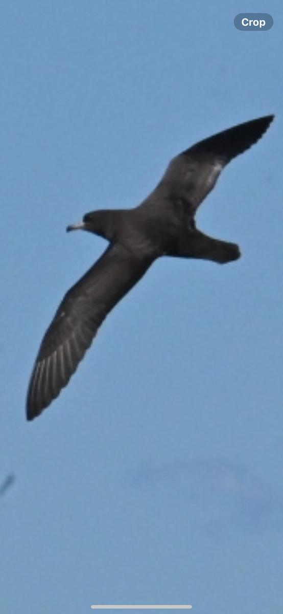 Flesh-footed Shearwater - ML613410093