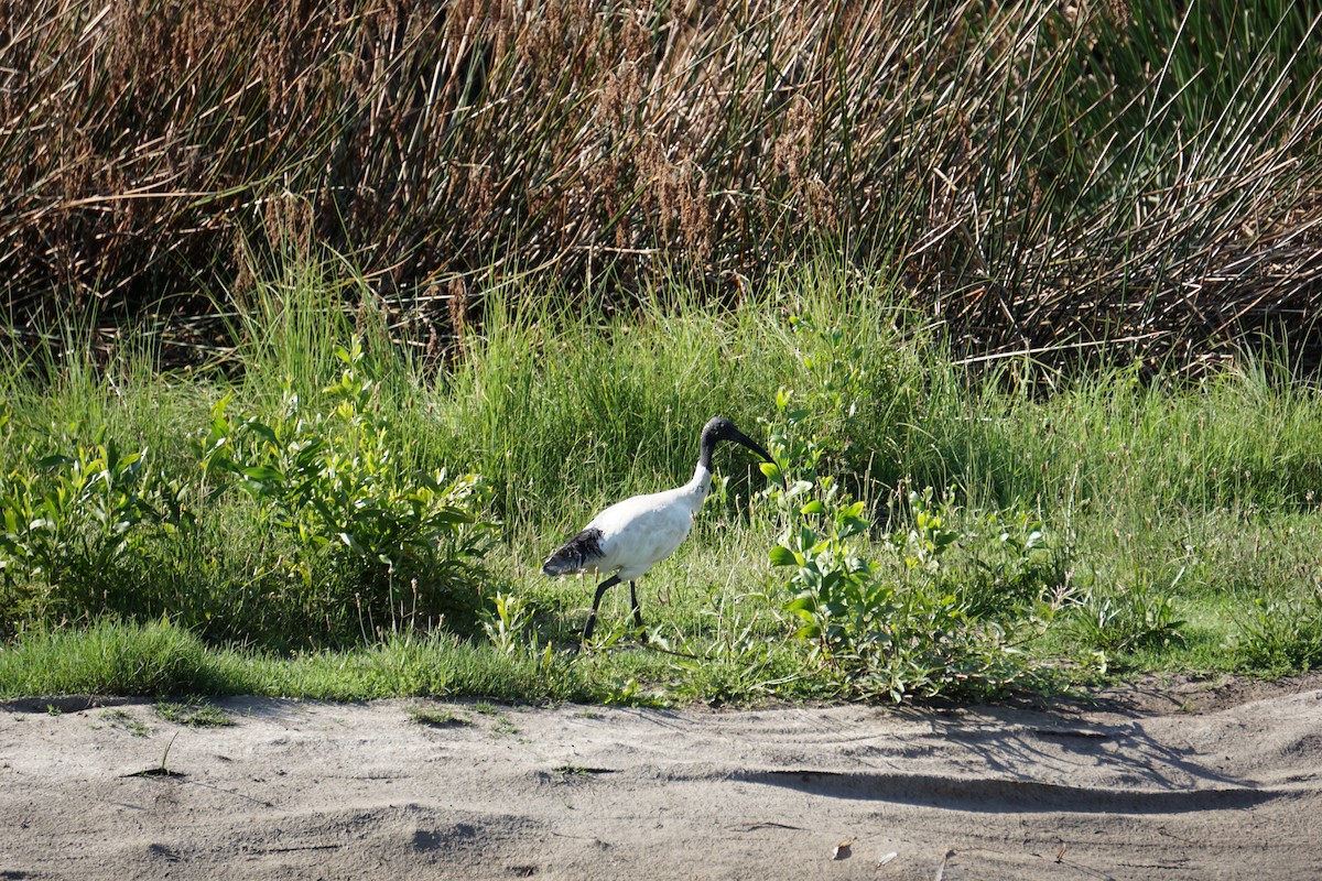ibis australský - ML613410099