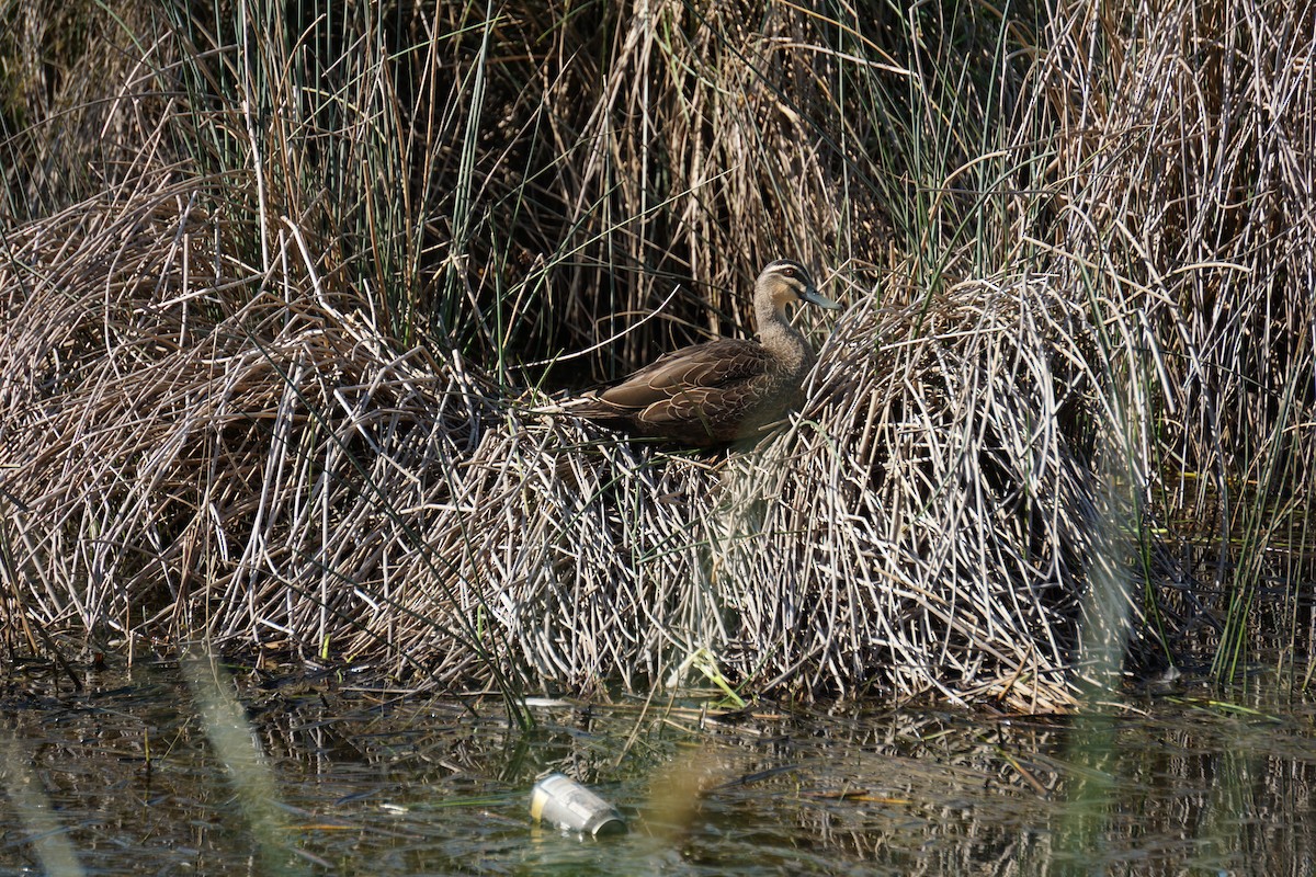 kachna pruhohlavá - ML613410108