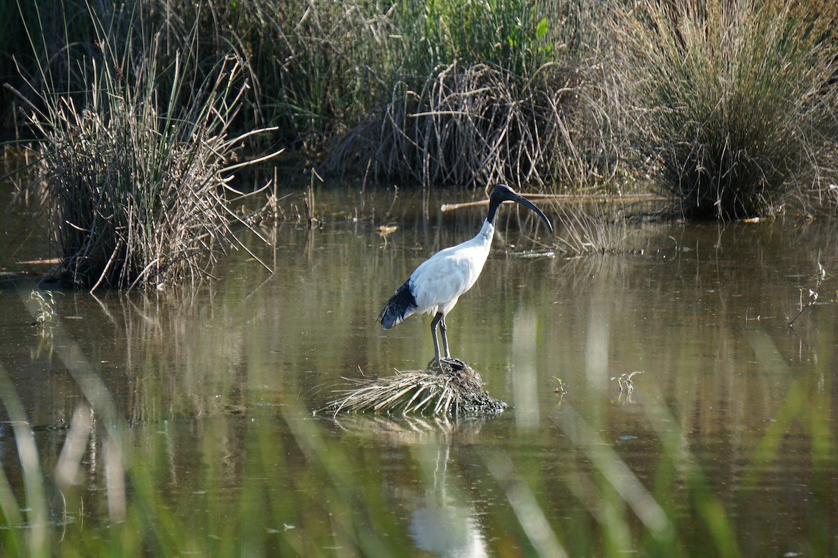 Ibis à cou noir - ML613410155