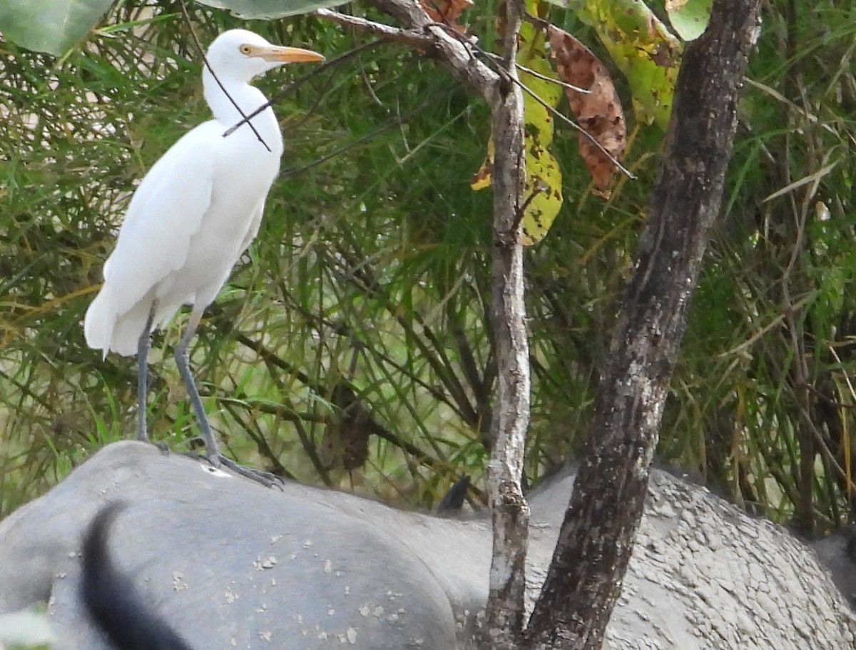 Eastern Cattle Egret - ML613410169