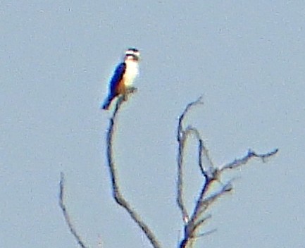 Collared Falconet - ML613410200