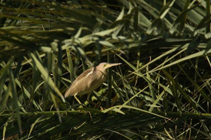 Yellow Bittern - Jens Eriksen