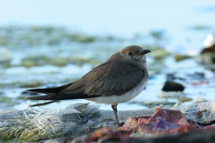 Collared Pratincole - ML613410208