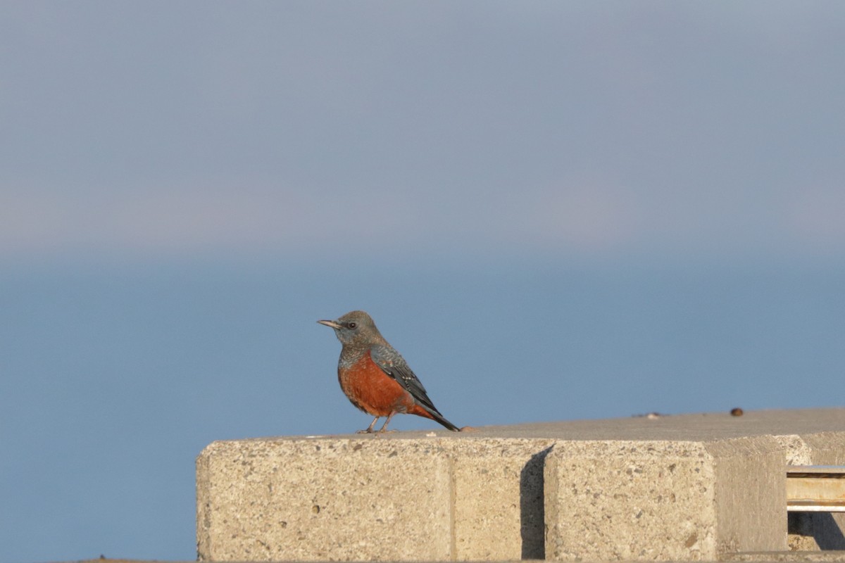 Blue Rock-Thrush (philippensis) - Peter Burke