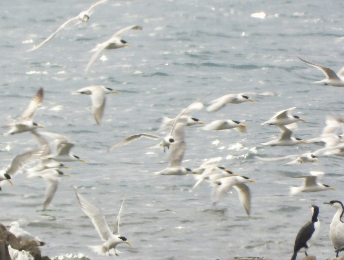 Great Crested Tern - ML613410257