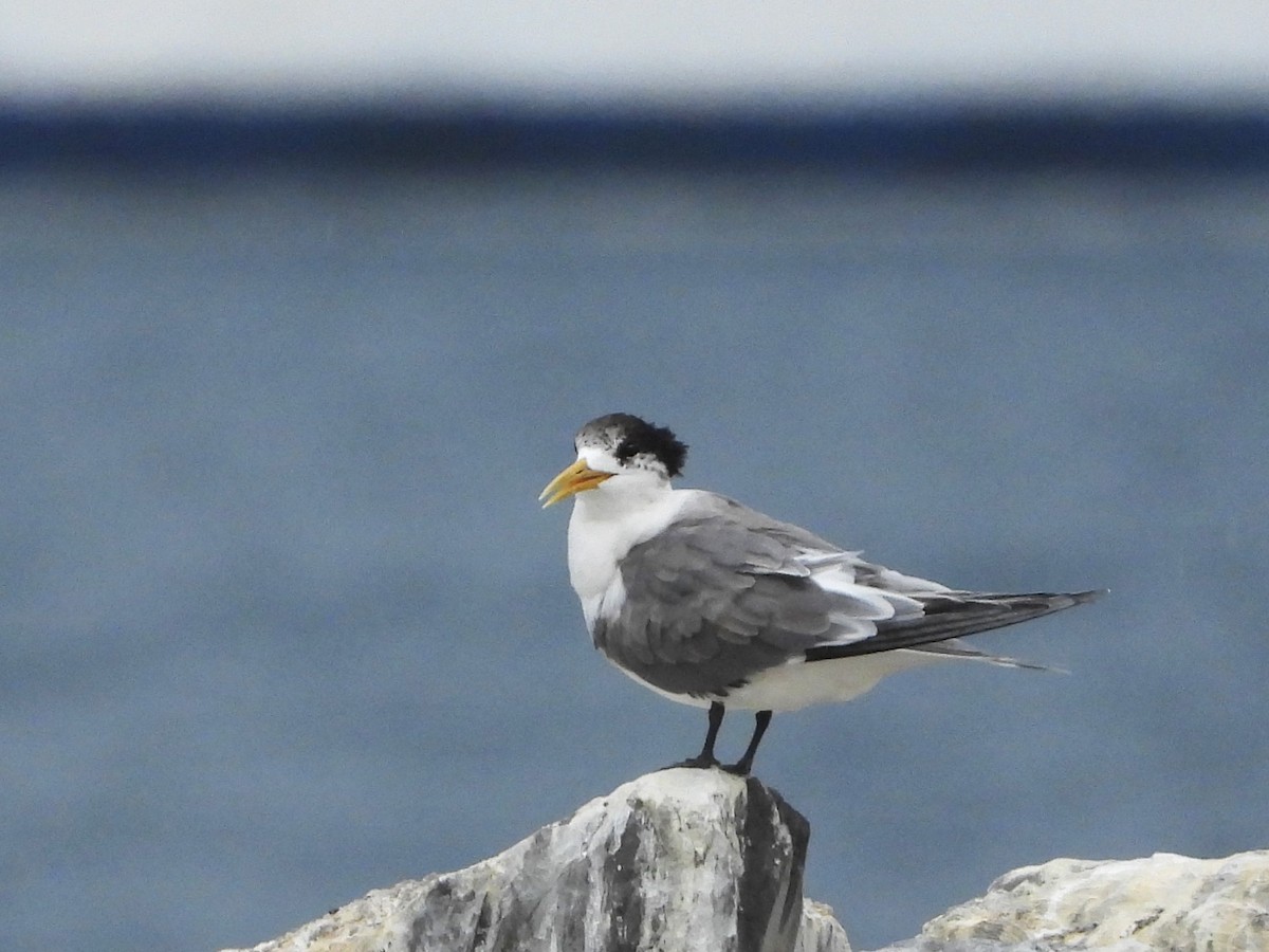 Great Crested Tern - ML613410261