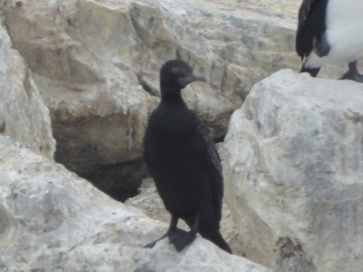 Little Black Cormorant - FERNANDO GUTIERREZ