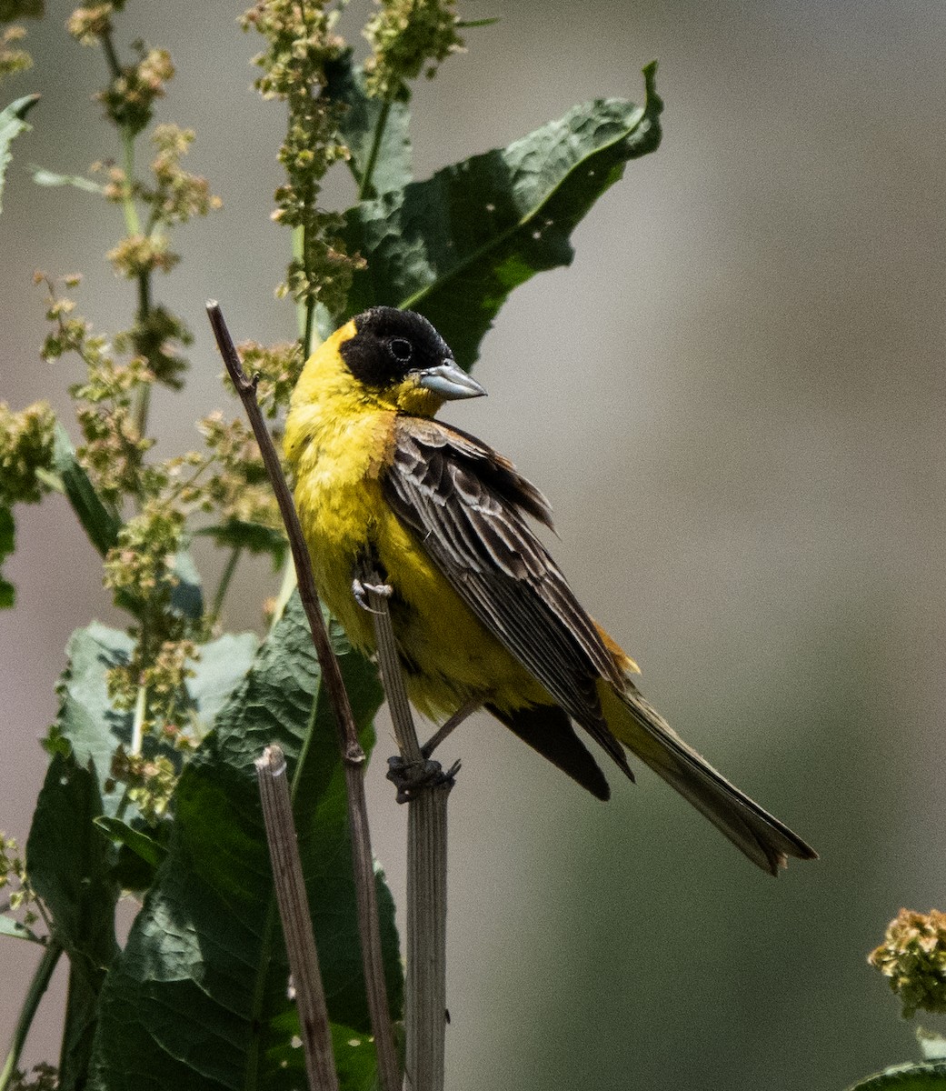 Black-headed Bunting - ML613410268