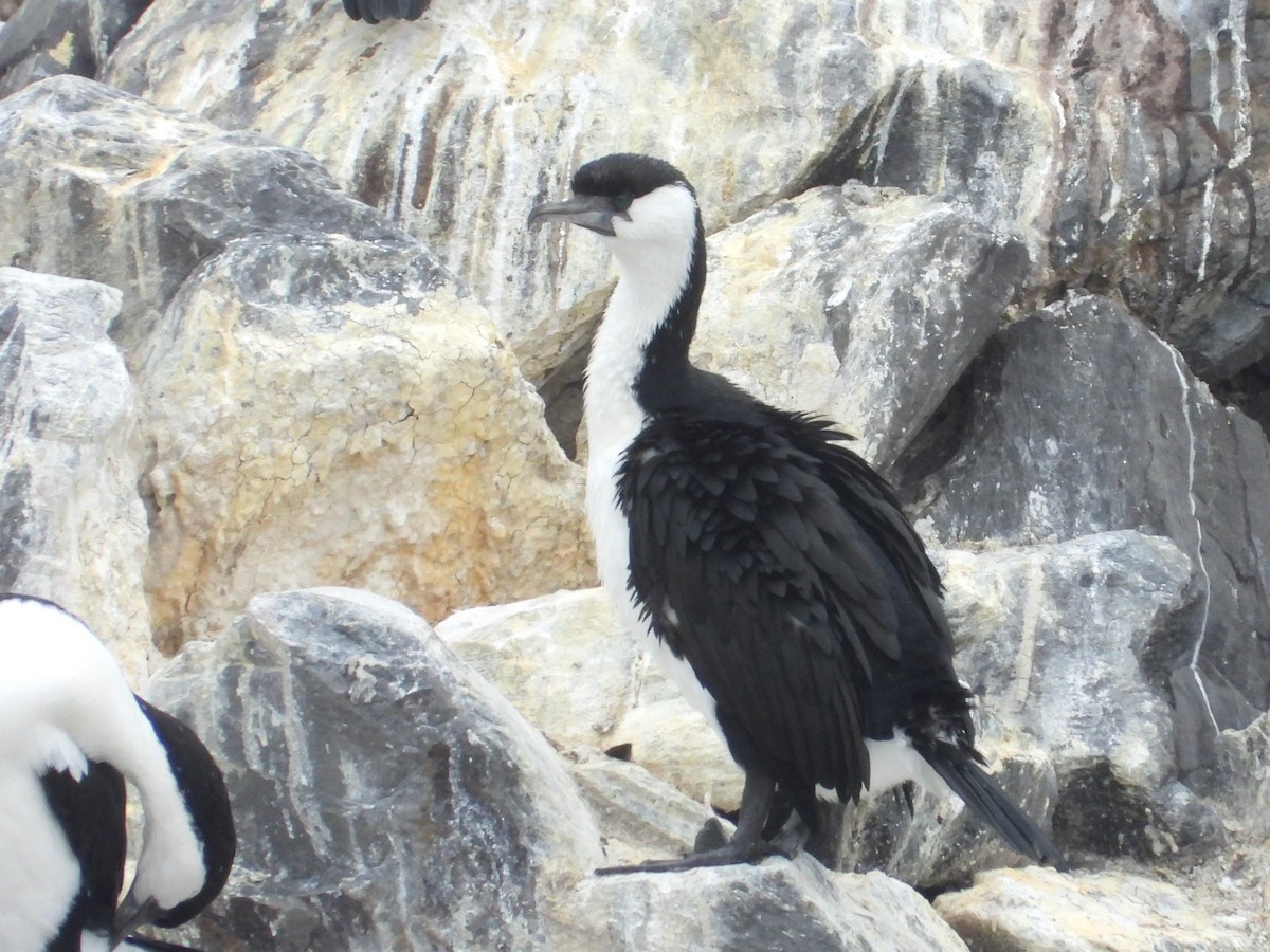 Black-faced Cormorant - FERNANDO GUTIERREZ