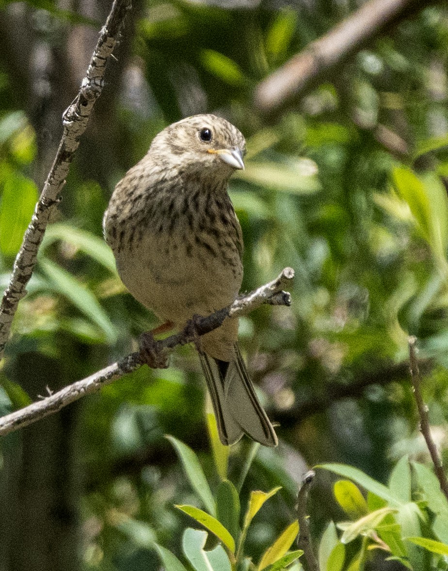 Corn Bunting - ML613410271