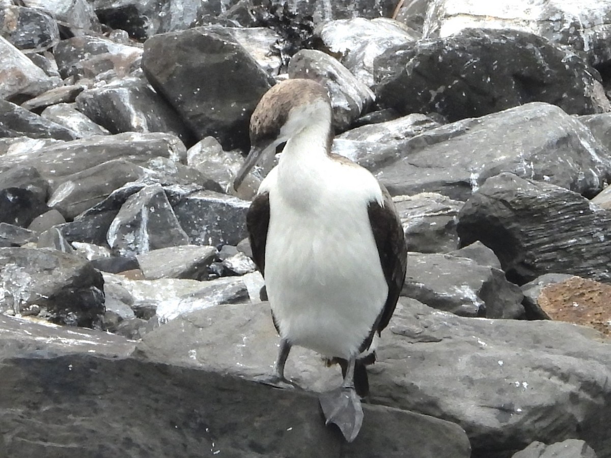 Black-faced Cormorant - ML613410272