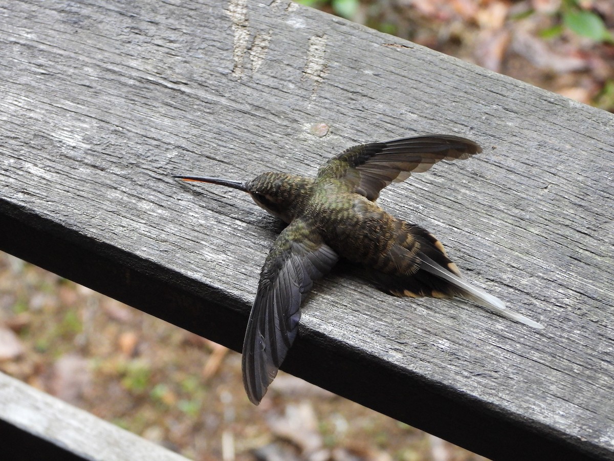 Long-tailed Hermit - Martin Rheinheimer