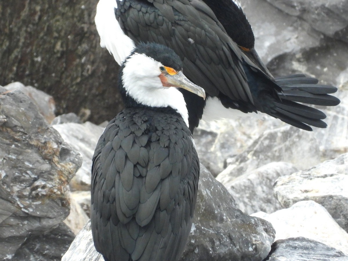 Pied Cormorant - ML613410278