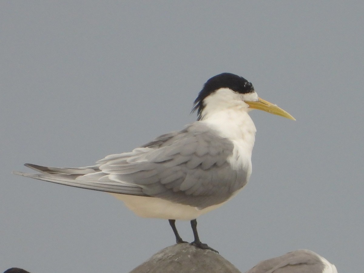 Great Crested Tern - ML613410280