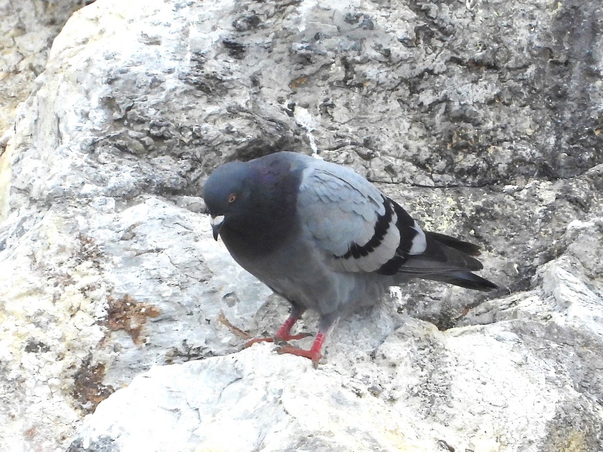 Rock Pigeon (Feral Pigeon) - ML613410283