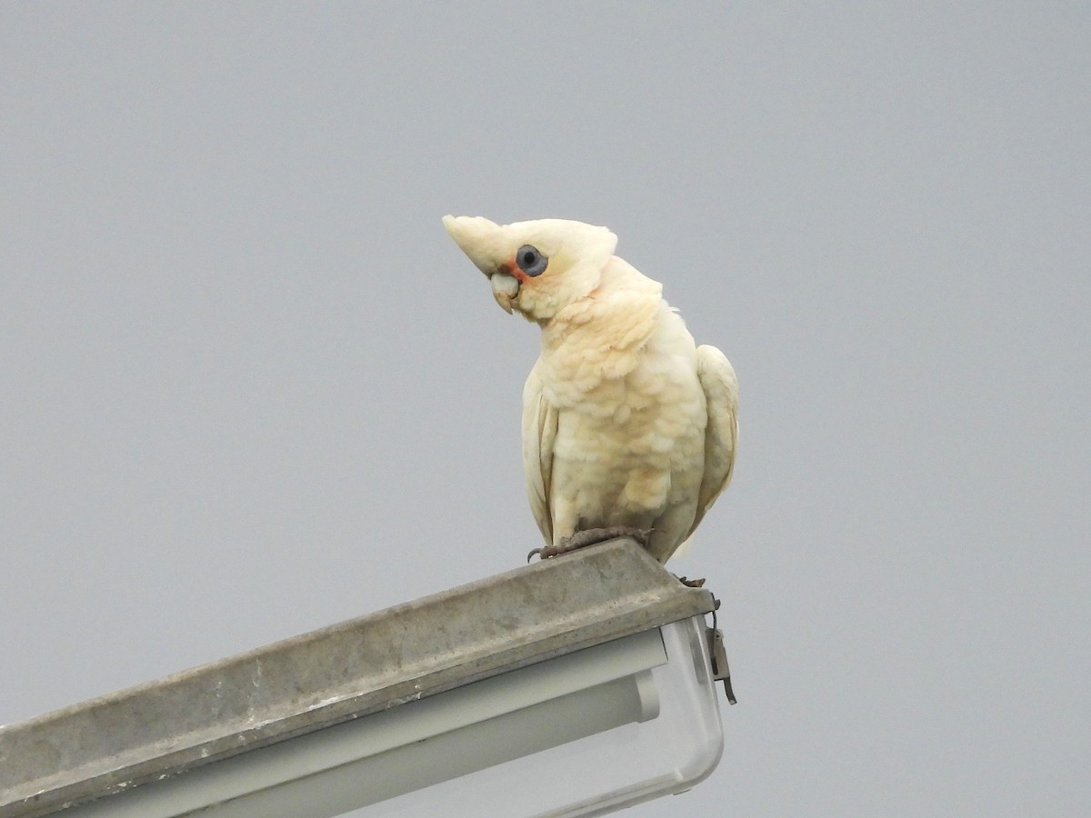 Cacatoès corella - ML613410290