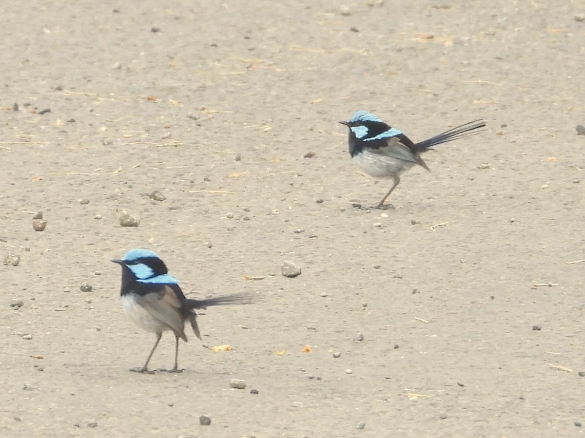 Superb Fairywren - ML613410308