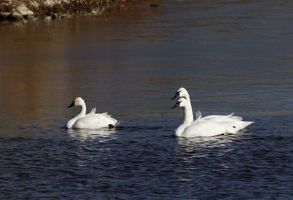 Cygne siffleur - ML61341031