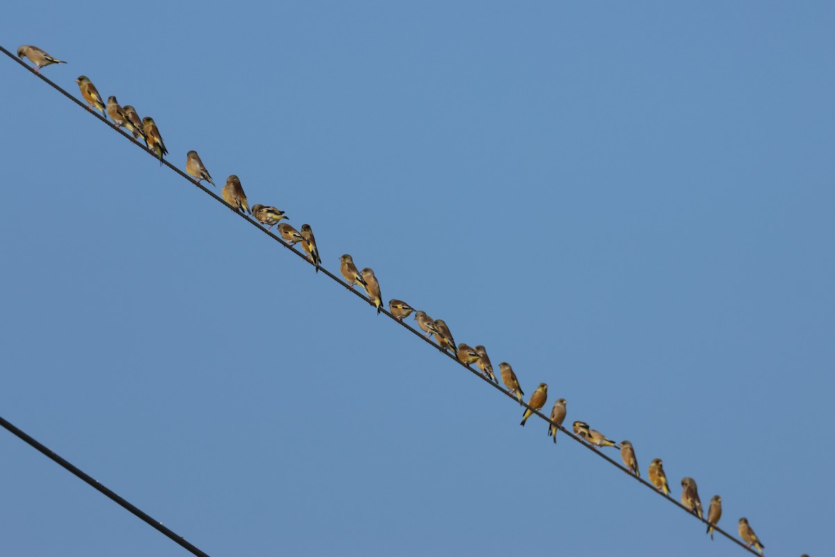 Oriental Greenfinch - ML613410310