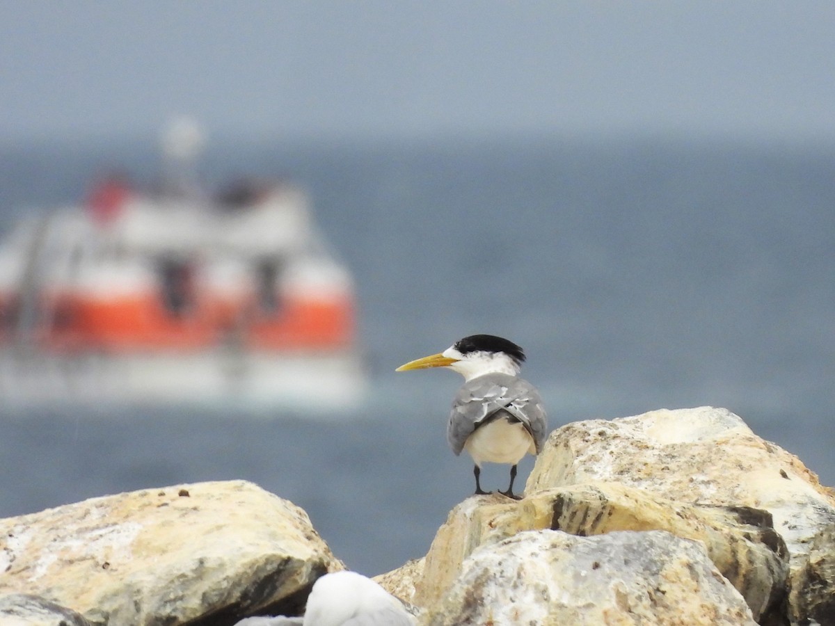 Great Crested Tern - ML613410323