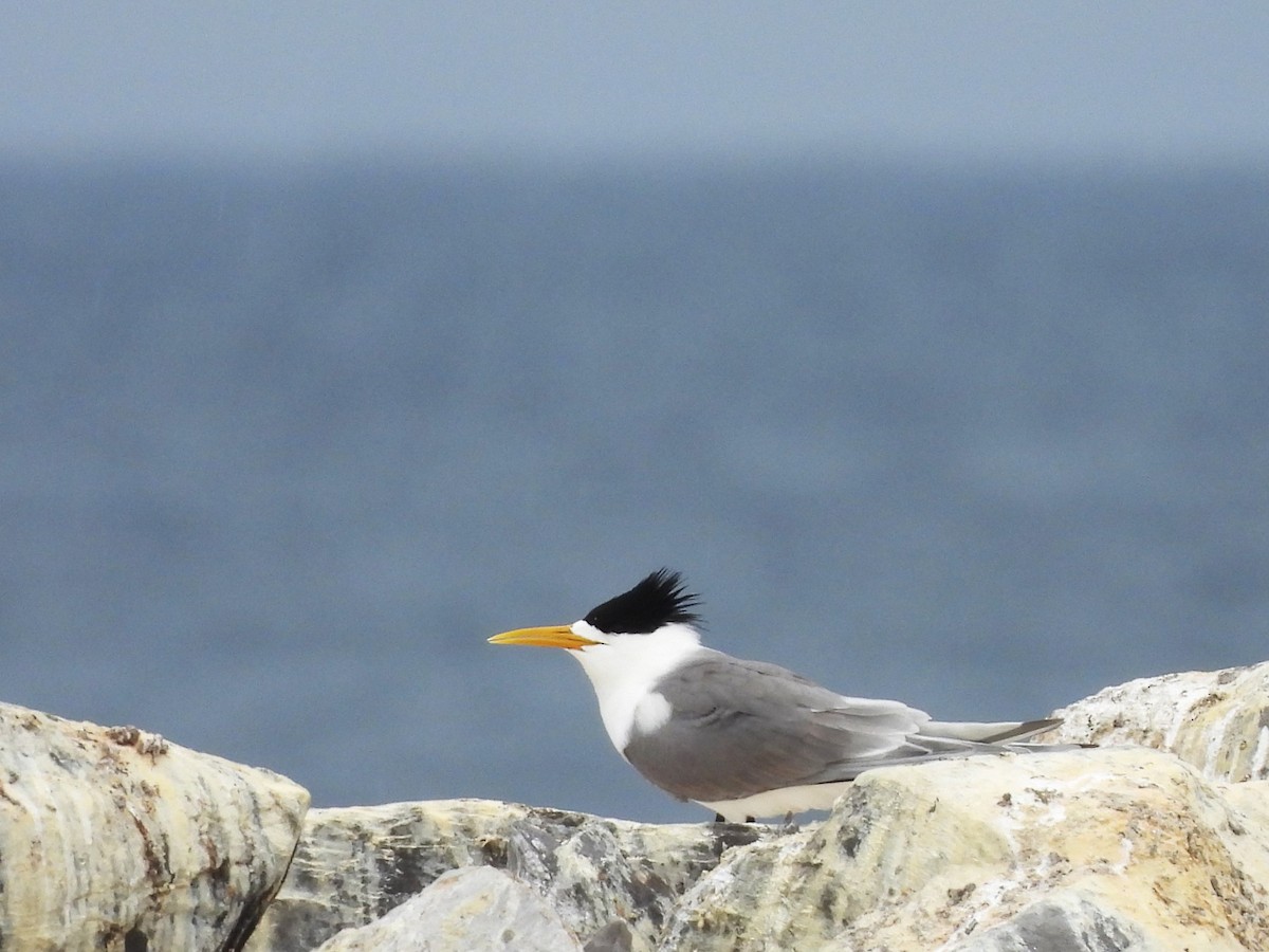 Great Crested Tern - ML613410324