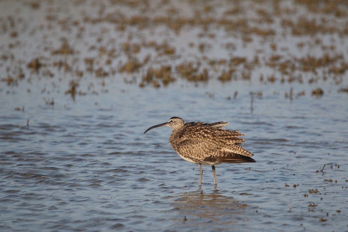 Long-billed Curlew - ML613410328