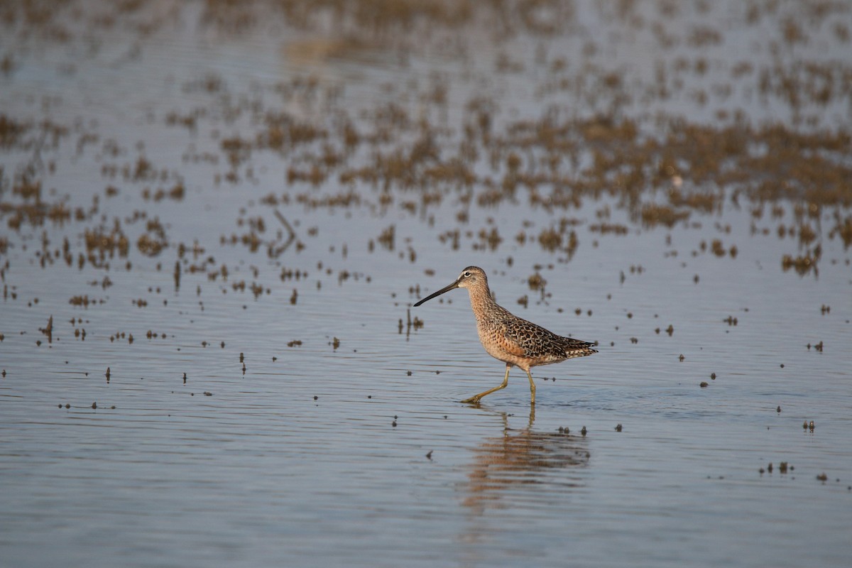 Long-billed Dowitcher - ML613410329